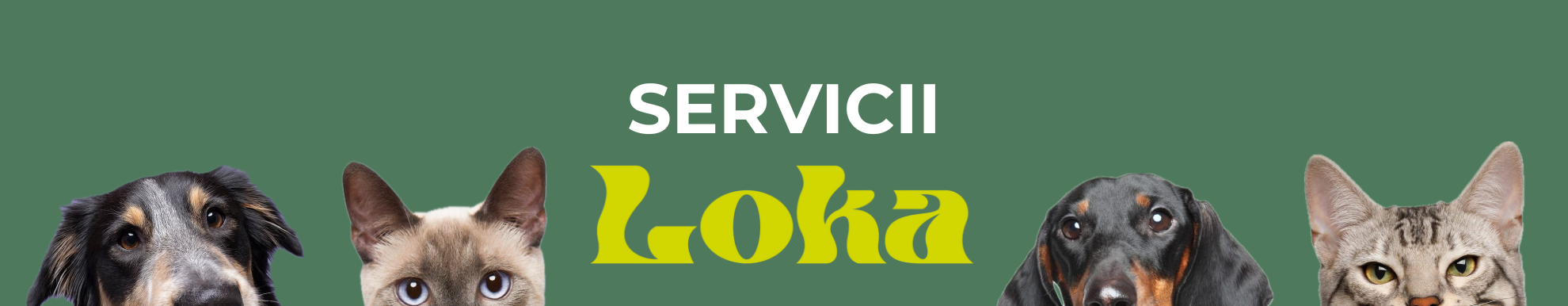 Servicii LOKA PET CARE