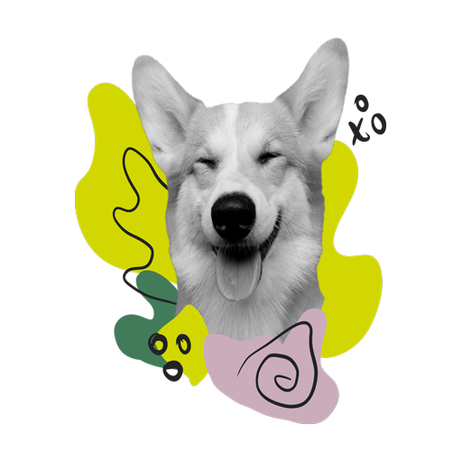 Profiluri pentru animale